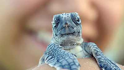 Baby Sea Turtle on Anna Maria Island