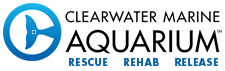 clearwater-marine-aquarium