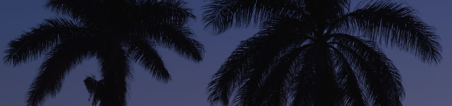 palm trees in the evening