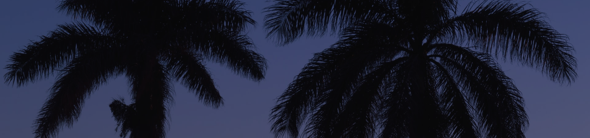 palm tree leaves in the evening