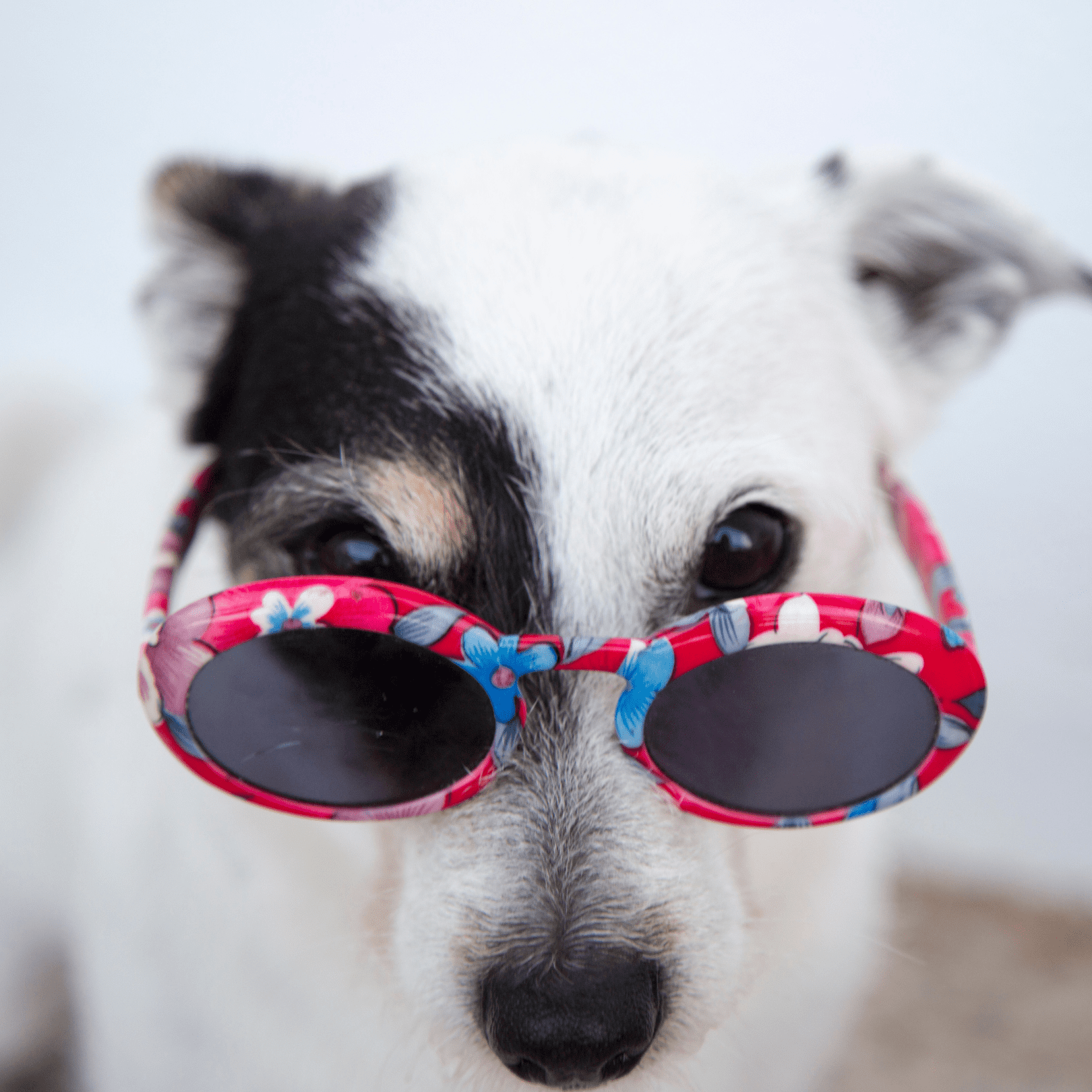 small mostly white dog wearing red sunglasses