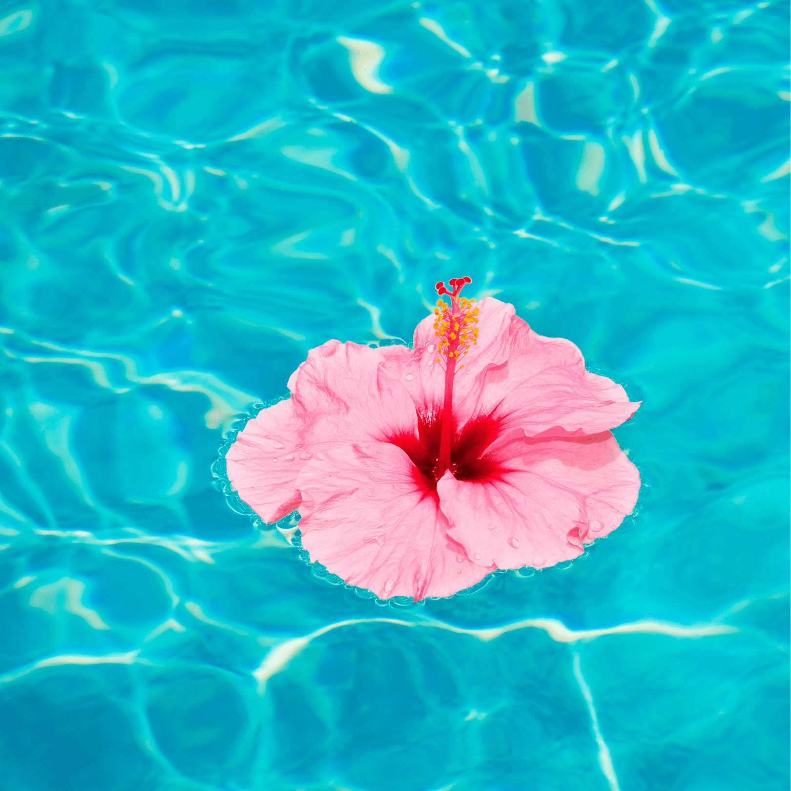 pink hibiscus flower floating on top of crystal clear water