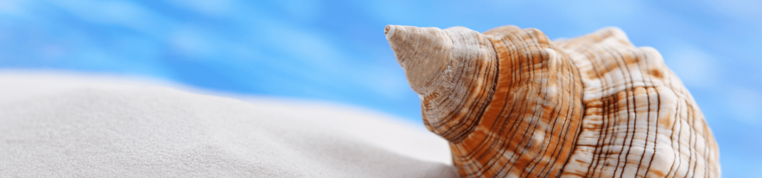 close up view of a spiral shell on the sand
