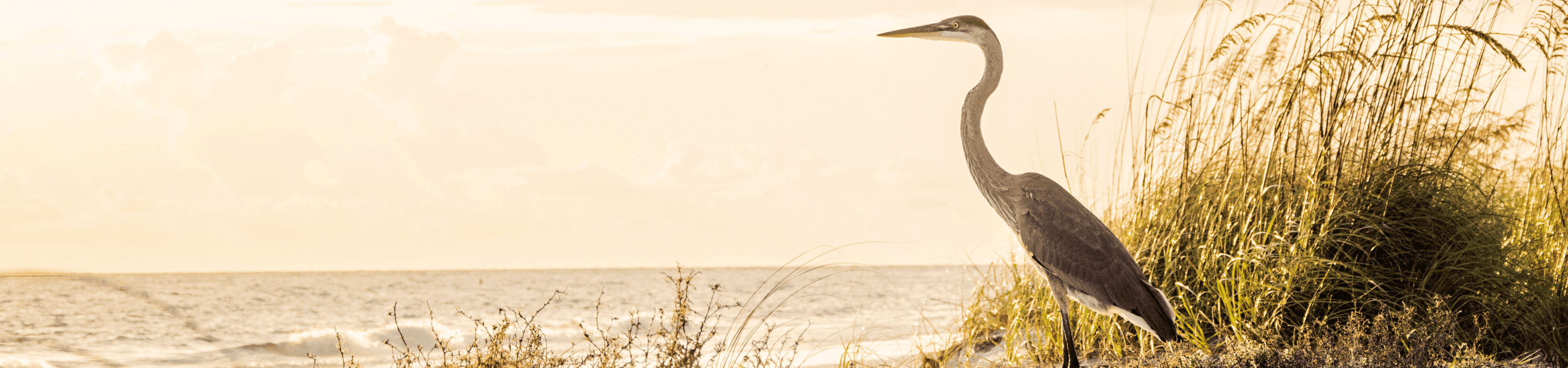 blue heron standing in tall grass on the beach at sunset looking out over the gulf of Mexico