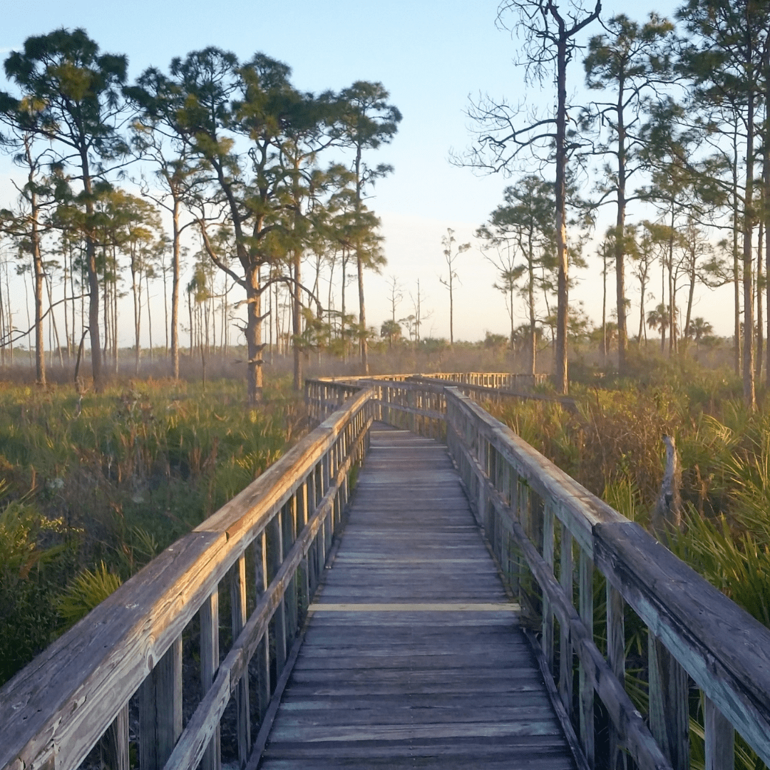 Wooden walk way winding through Florida wetlands with tall trees.