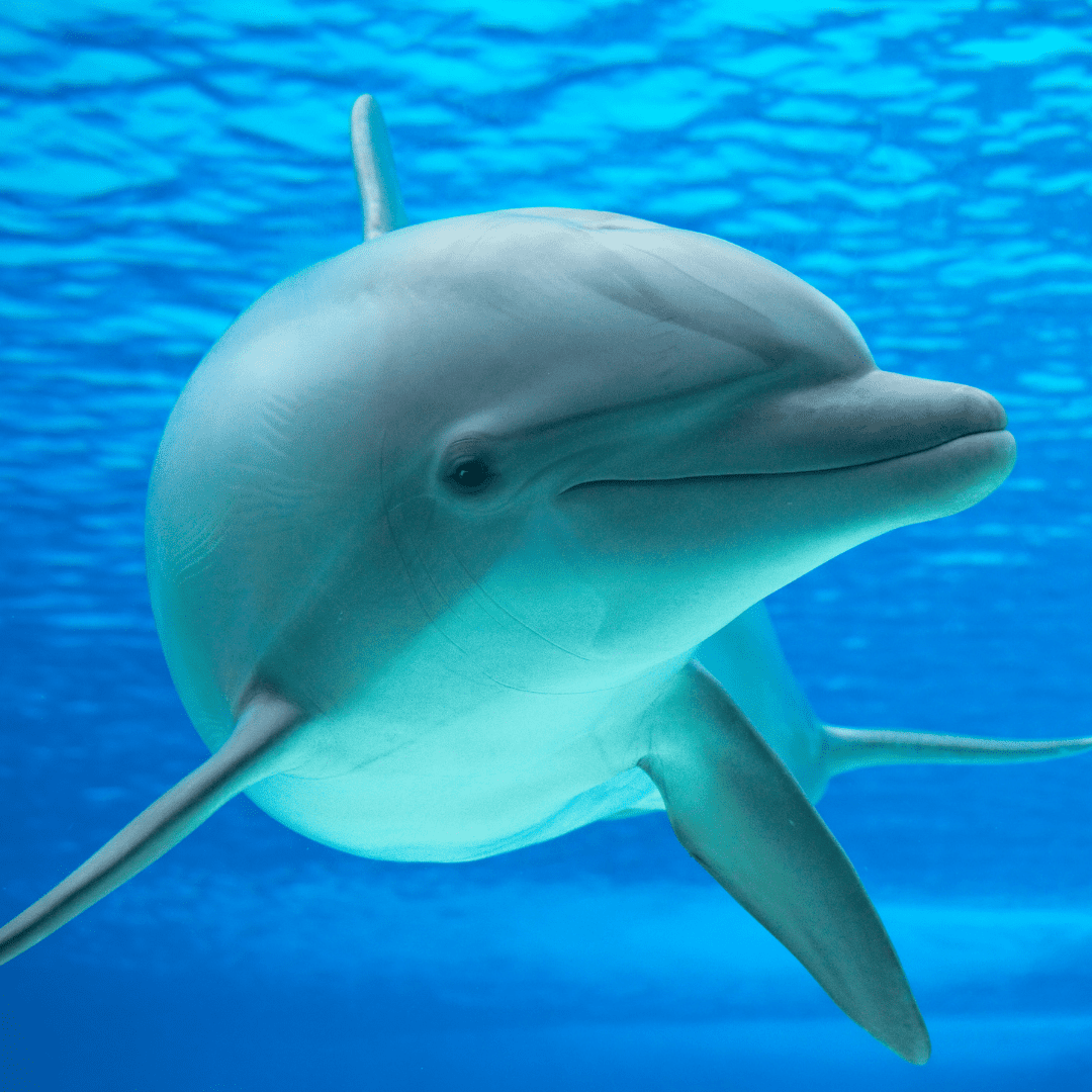 Underwater dolphin