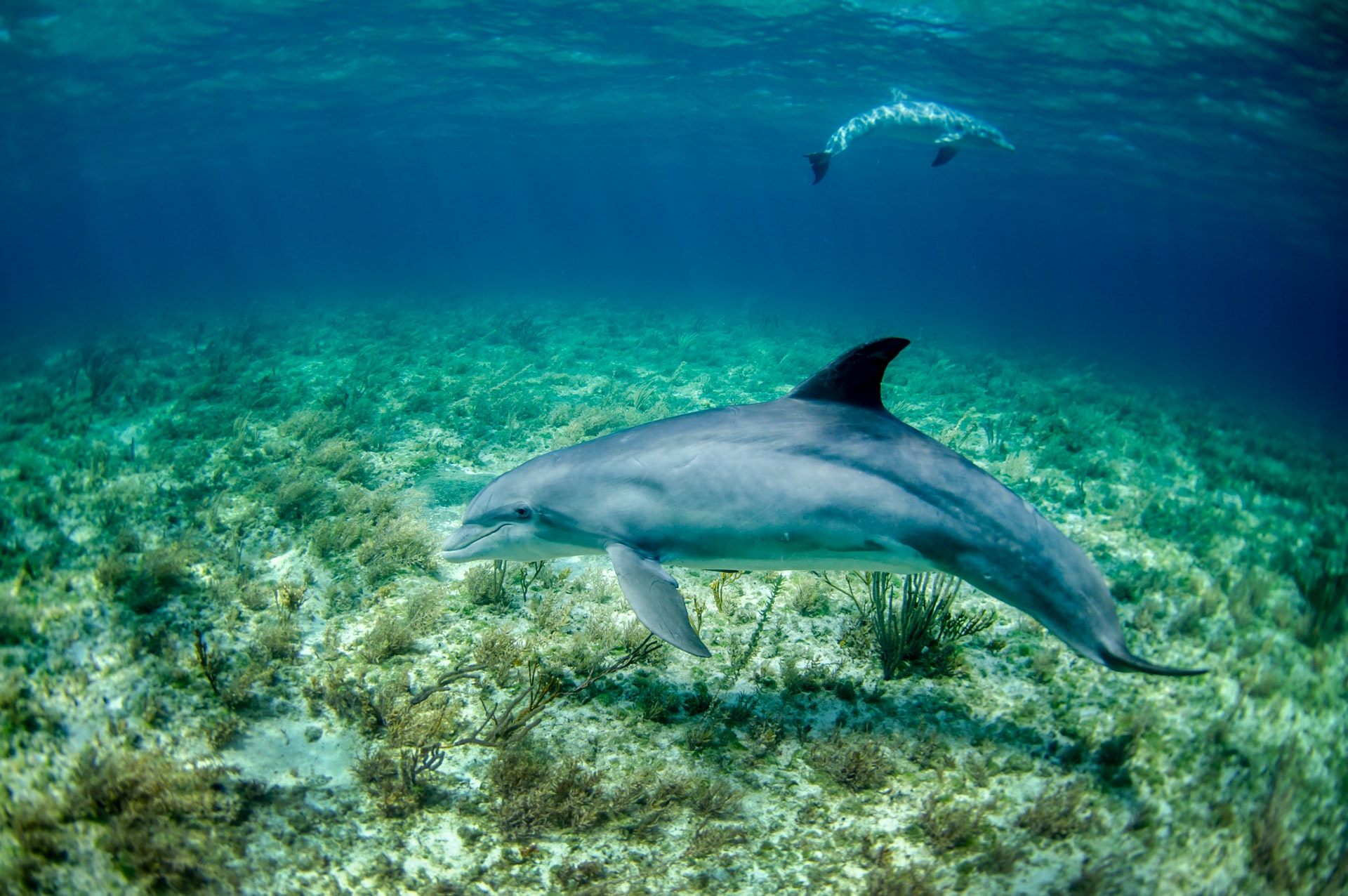 dolphins in water