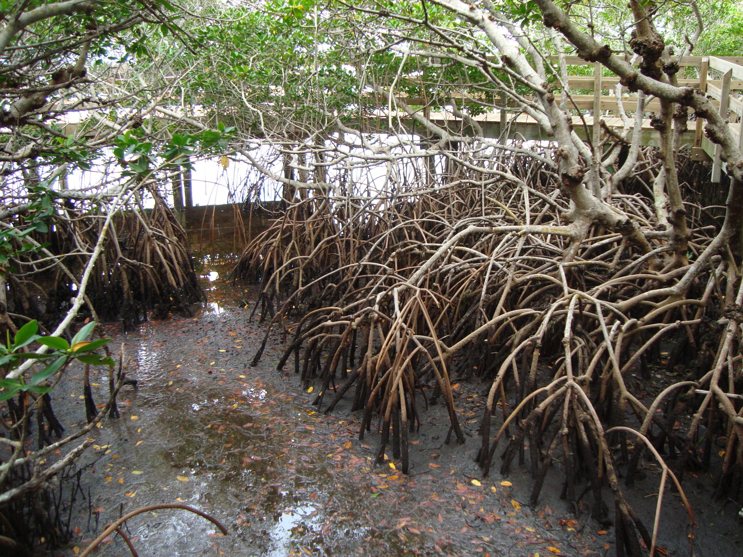 Mangroves in Leffis Key Preserve along the Coquina Baywalk.