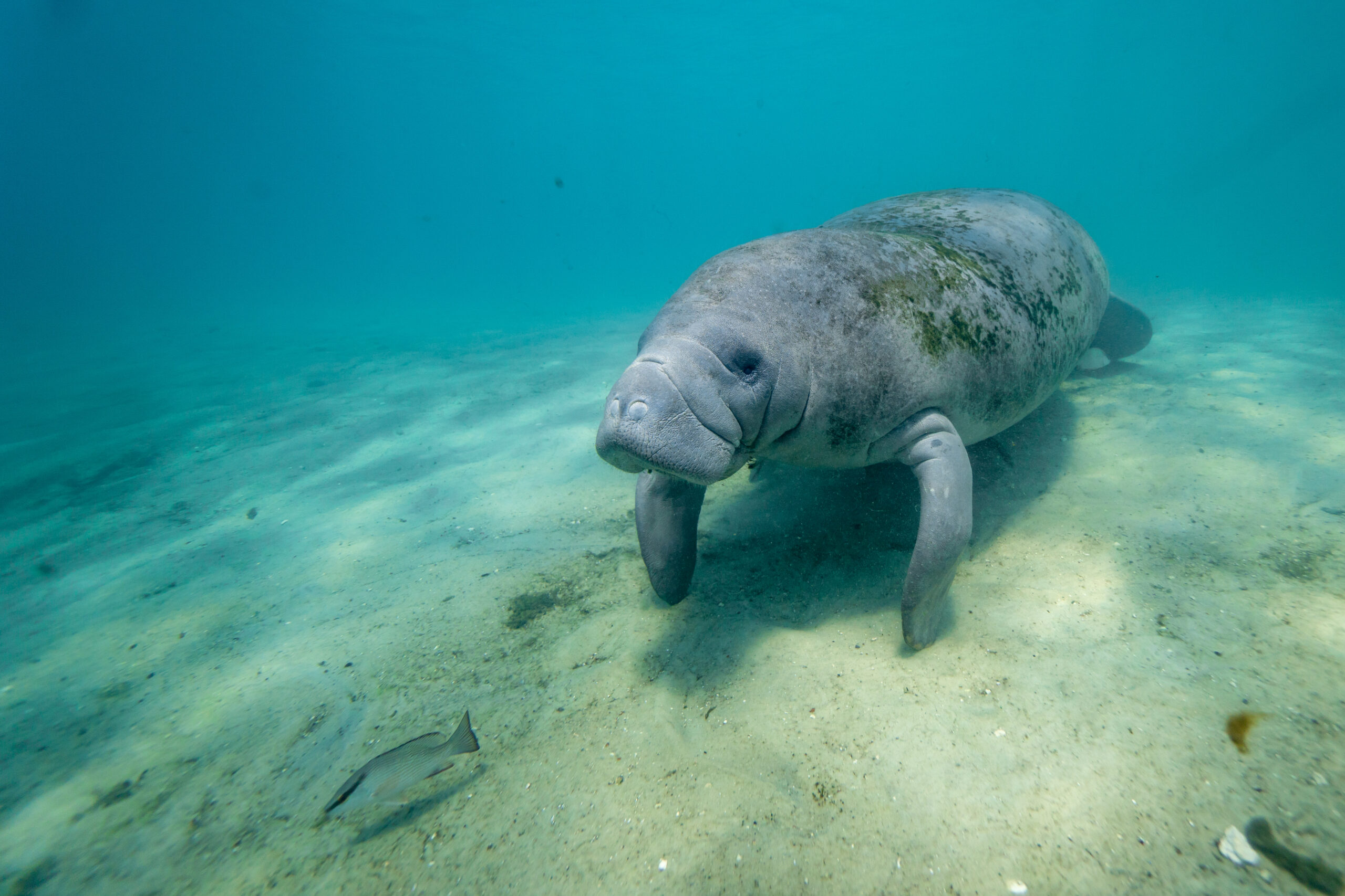 Wide shot of a large, wild, friendly West Indian Manatee (trichechus manatus) approaching the camera underwater. Manatees are very curious and gentle by nature.