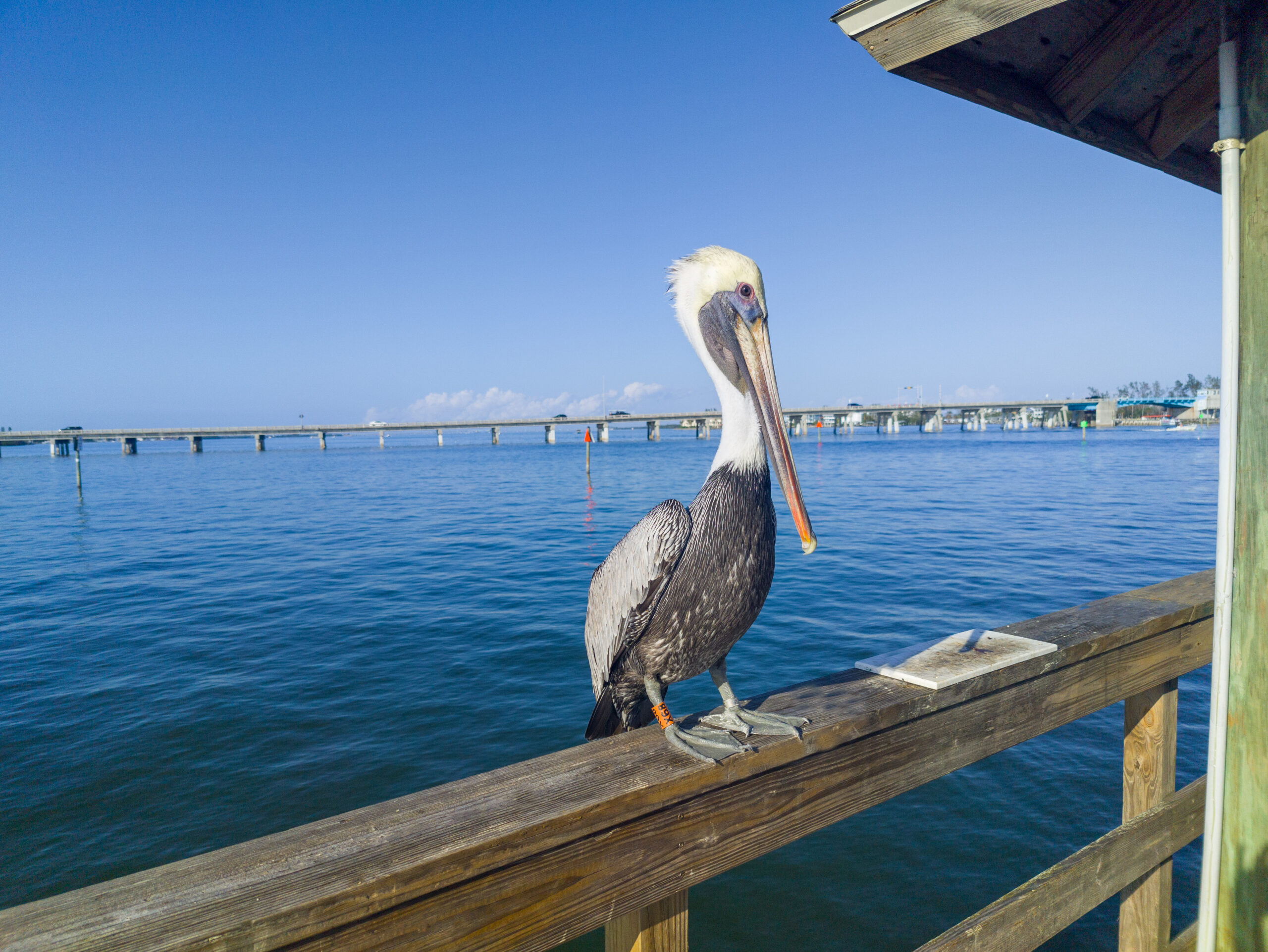 Florida, Anna Maria Island, Pelikan, pelican, brown pelican